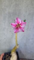 Wüstenrose / Adenium Obesum veredelte Pflanze