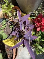 Hänge Pflanze mit violetten Blättern mex. Dreimasterblume