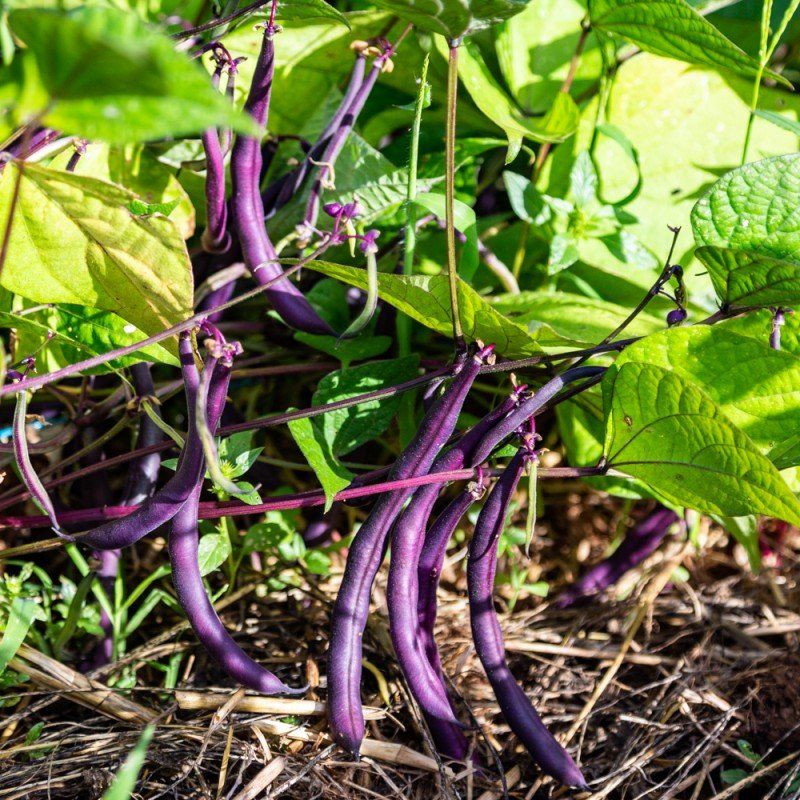 Piante & sementi: Haricot Nain PURPLE KING  50g – Nuovo (secondo la descrizione) da Bremblens venduto da FIBONACCI369