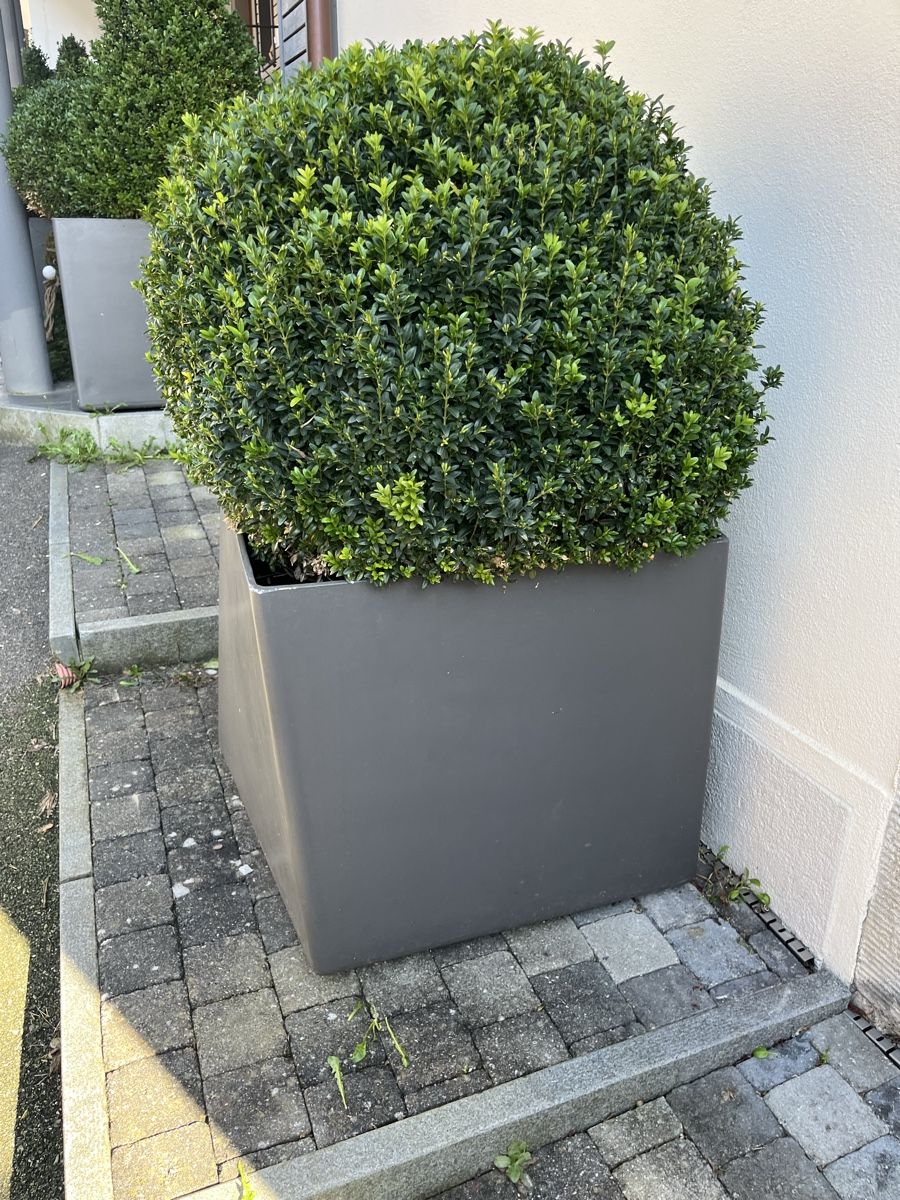 Piante & sementi: Eternit/ Topf/ Buchs /Bonsai – Usato da Bertschikon Gossau venduto da BAUSTOFFHANDELbucher 2