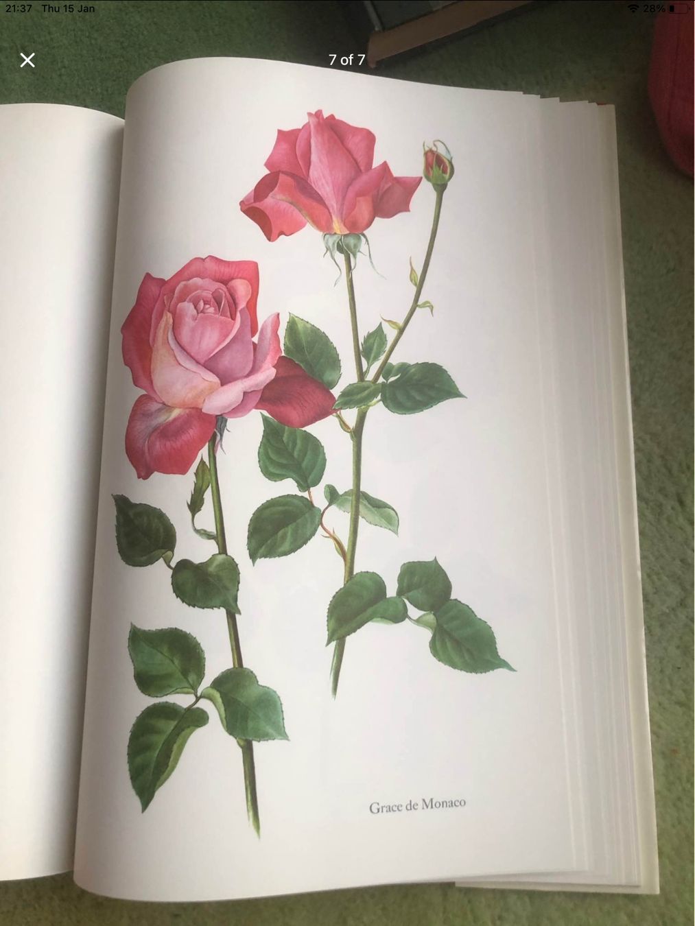 Libri: Noblesse de la Rose. 1965 – Usato da Bursinel venduto da don_ccb9 6