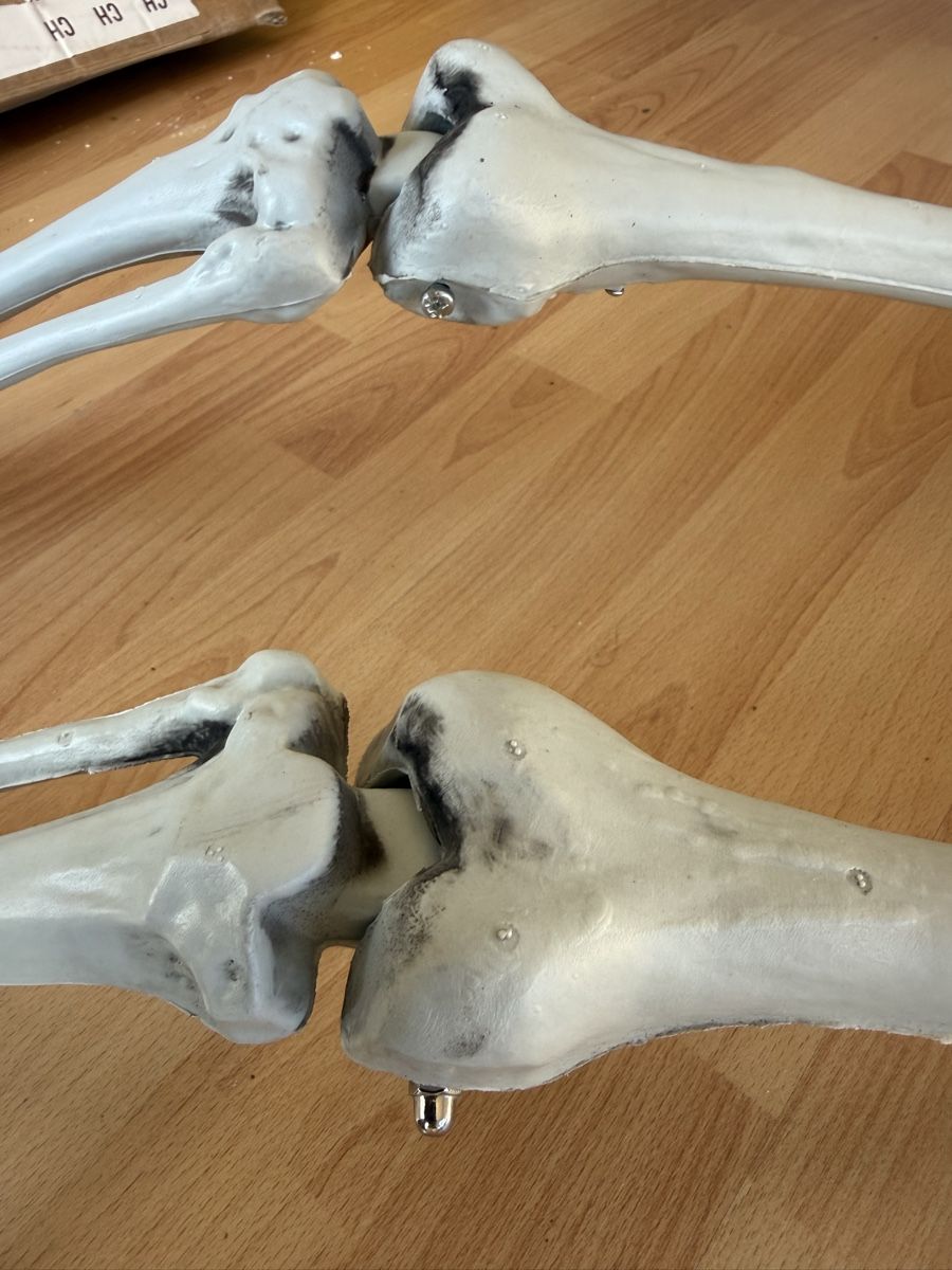Figuren: Skelett – Neu (gemäss Beschreibung) aus Grenchen von Bastet007 6