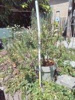Rosmarin im Topf ca. 70cm hoch, in Topf