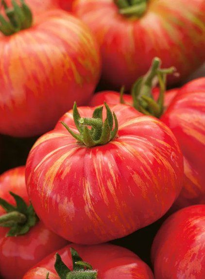 Piante & sementi: Tiger-TOMATE Duo/ 10 Samen – Nuovo (secondo la descrizione) da Hinteregg venduto da ERFOLG78 2