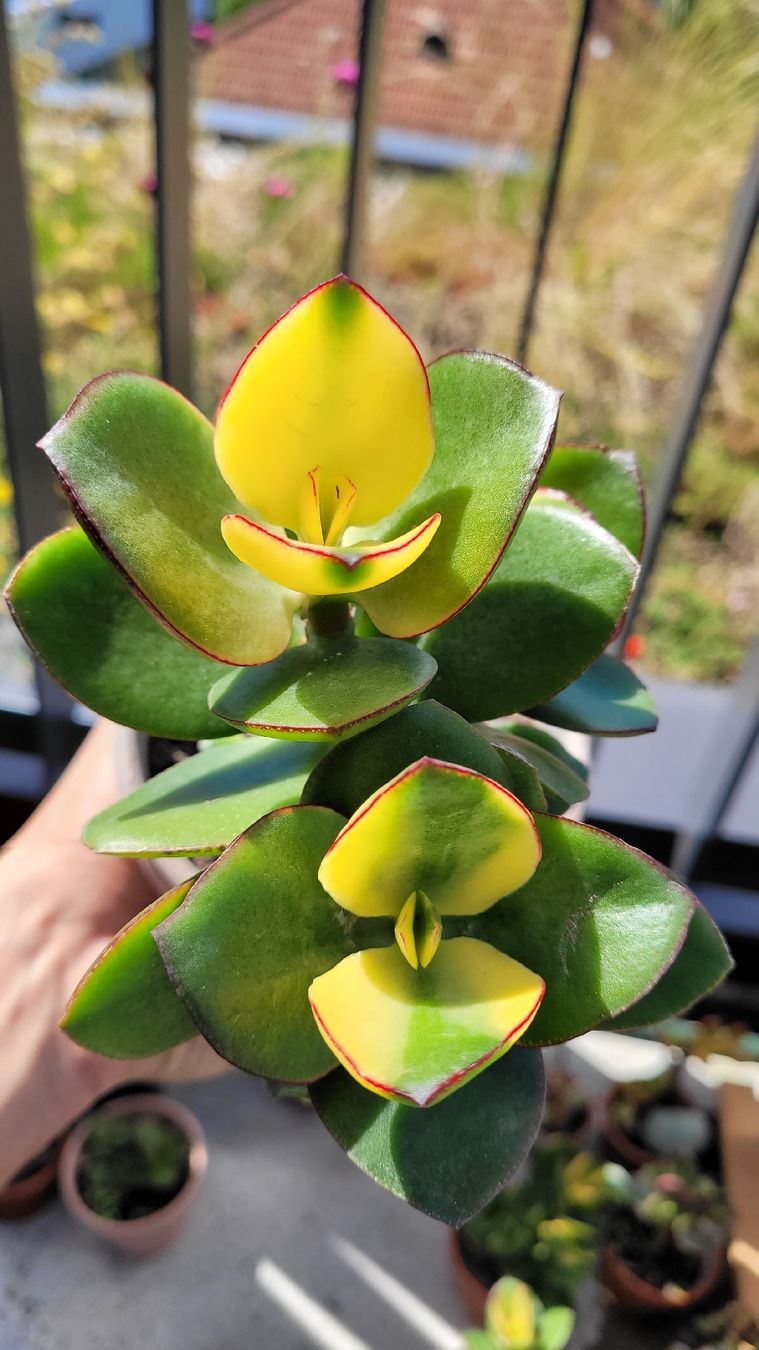 Piante & sementi: Crassula ovata "Maruba Nishiki" – Nuovo (secondo la descrizione) da Zürich venduto da The_Plant_Wizard 6