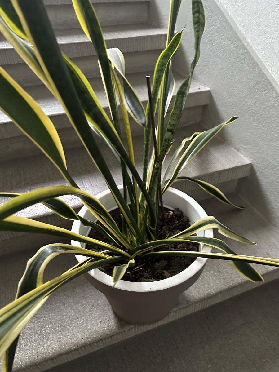 Pflanzen & Samen: Bogenganf /Sansevieria – Gebraucht aus Bern von womiman