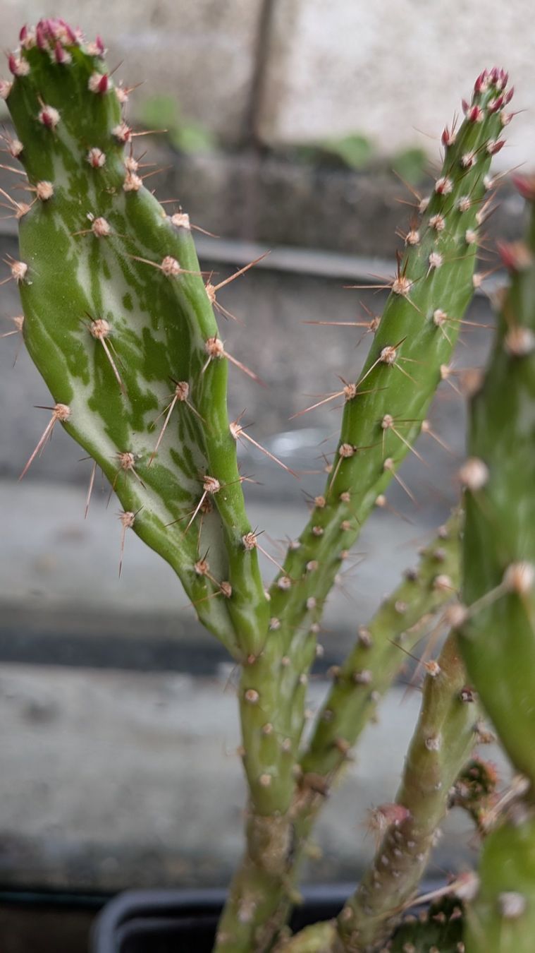 Pflanzen & Samen: Kaktus Opuntia 2 verschiedene – Gebraucht aus Horw von Rebuho 1