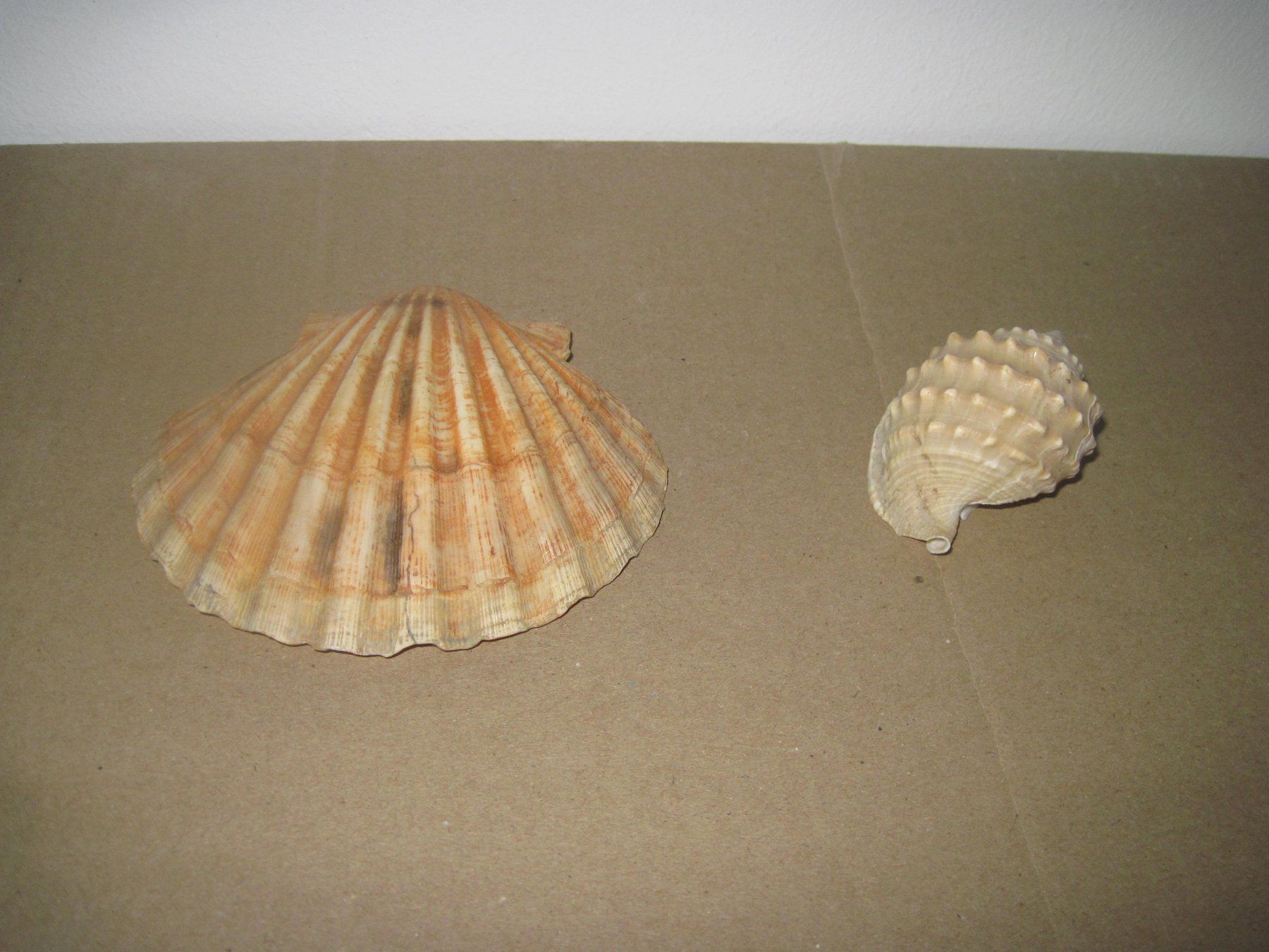 Fossili: Meeresmuscheln – Usato da Weinfelden venduto da Frosch467 4