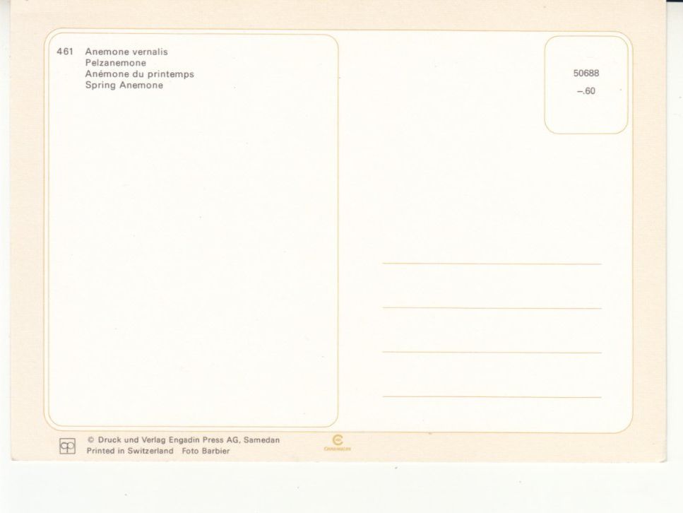Cartoline postali: Anemone, Engadin Press Samedan, ca. 1980 – Usato da Bürglen TG venduto da StampGraf 1