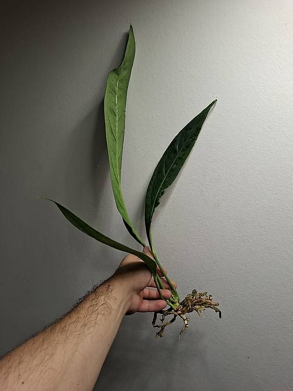Piante & sementi: Anthurium Big Bill – Usato da Fahrweid venduto da Zingwei88 2