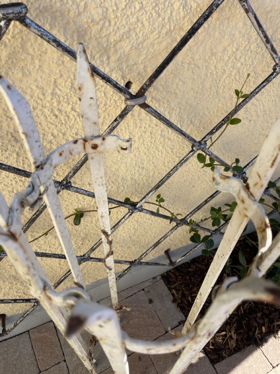 Altre Decorazioni per giardino: Antikes Rankgitter – Usato da Villnachern venduto da socondlife 2