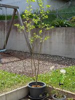 Weidenbaum ca. 2 m im Topf  gesund & kräftig