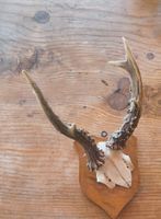Rehbock Gehörn auf Holzschild gebraucht