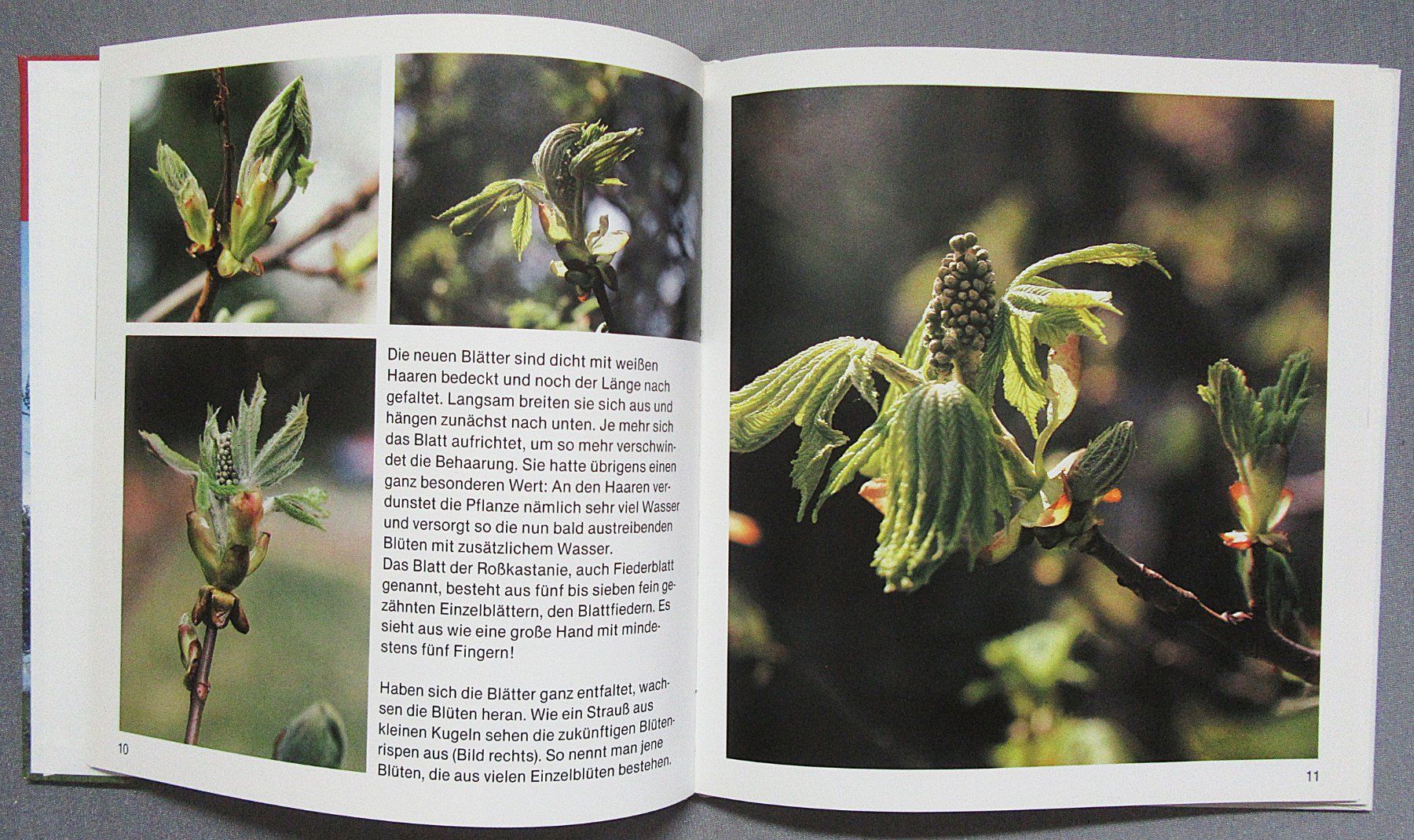 Libri: Der Kastanienbaum - Kindersachbuch – Usato da Auenstein venduto da Padabimbim 3