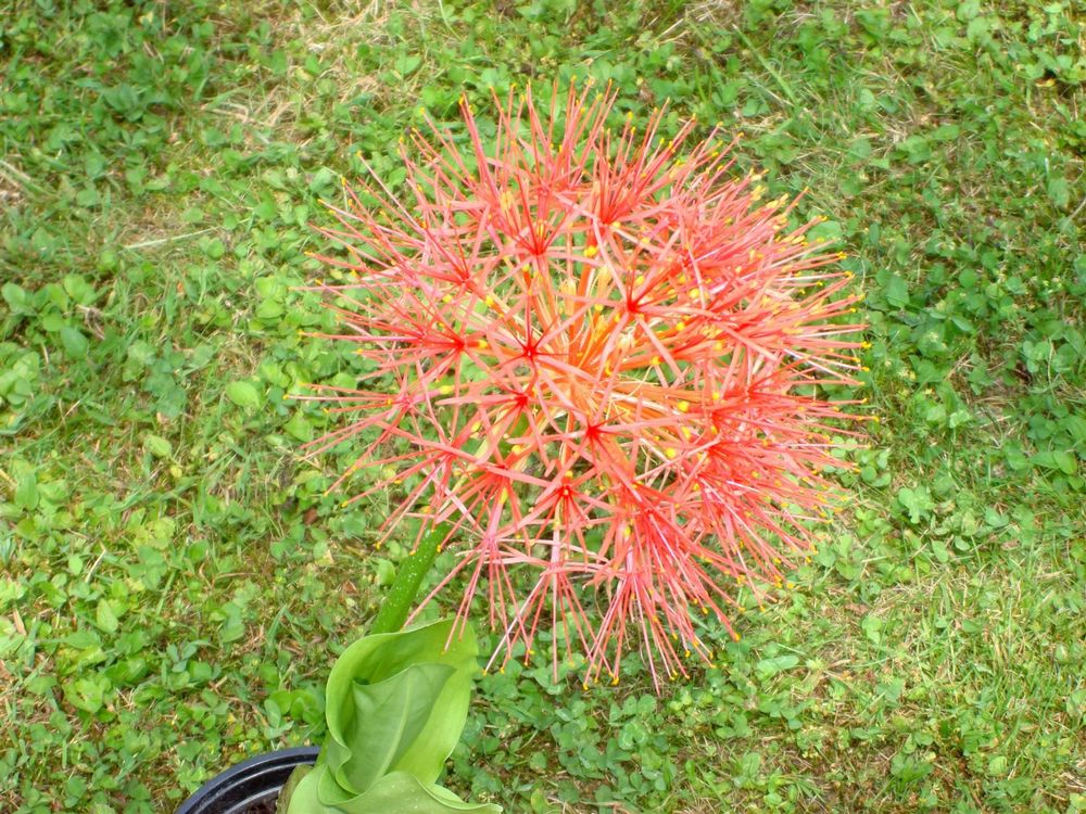Scadoxus multiflorus Blutblume Kaufen auf Ricardo