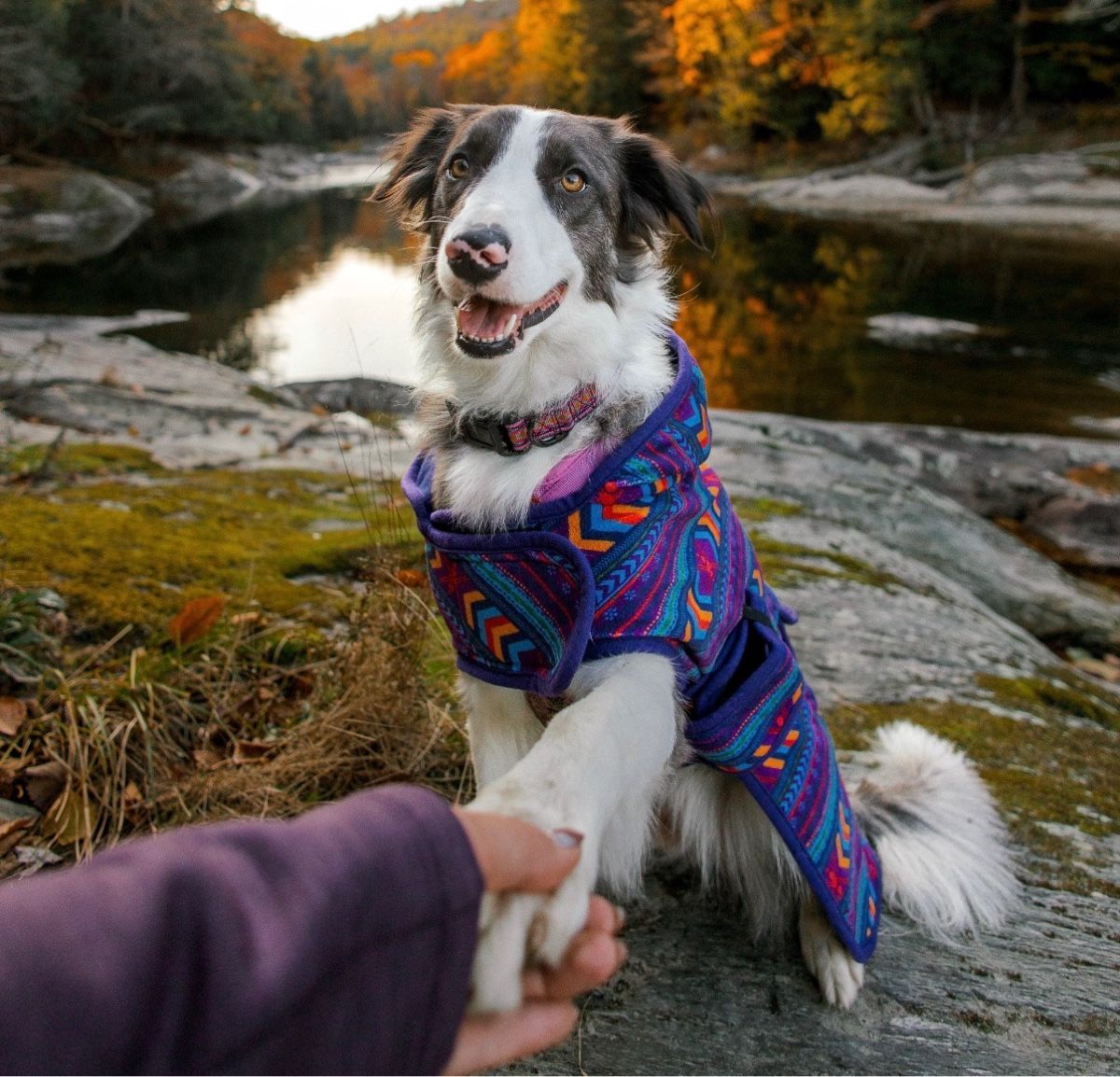 Bekleidung: Bunte stylische Hundedecke  – Neu (gemäss Beschreibung) aus Kriens von Kirula