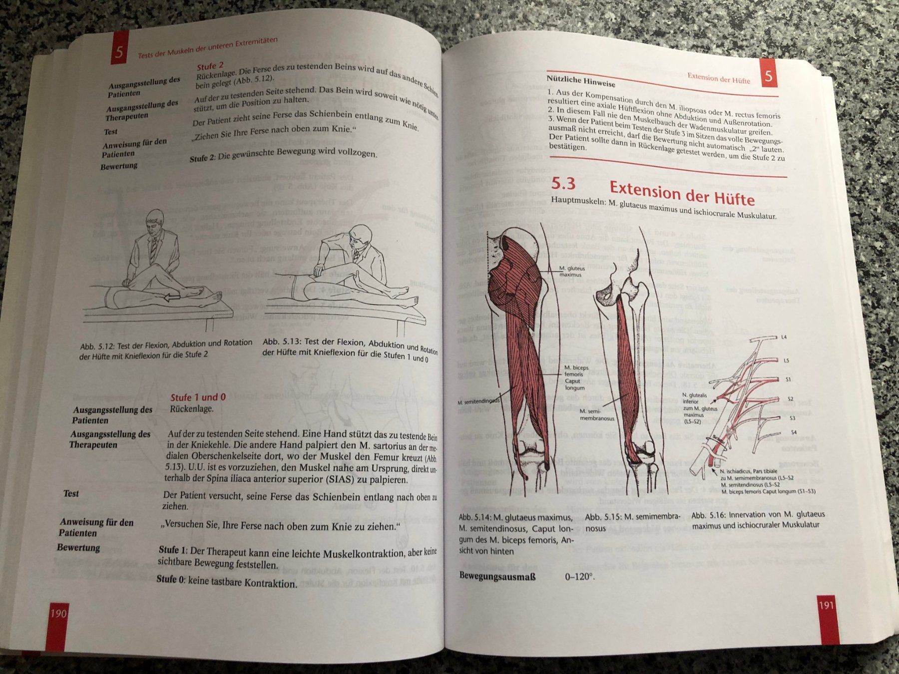 Bücher: Muskeltests-Daniels und Wortinghams,Studium, Uni,Anatomie – Gebraucht aus Buchs ZH von krenzi 1