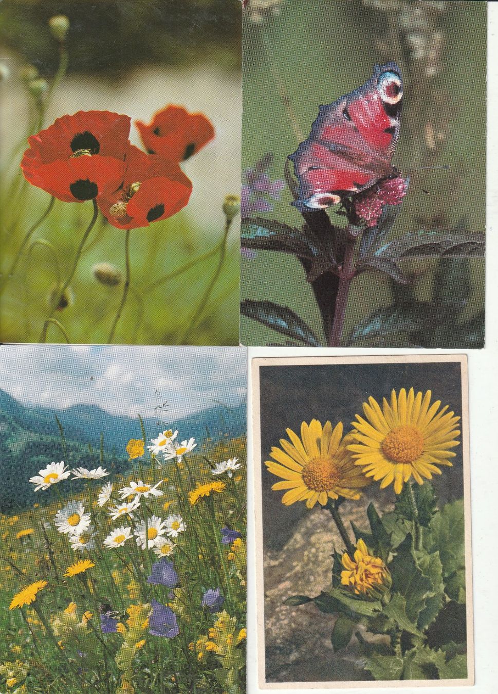Cartoline postali: 40 Blumenkarten – Usato da Lumbrein venduto da made02 9