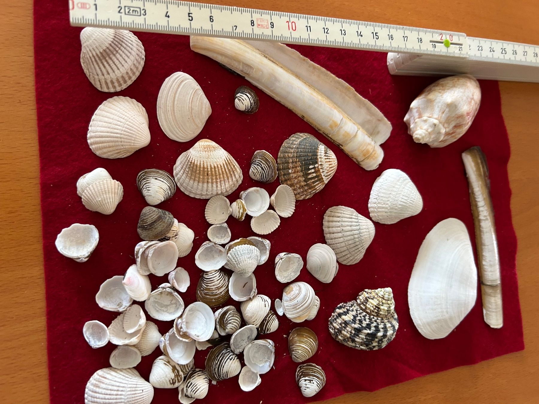 Kit bricolage: Muscheln zum Basteln – Usato da Olten venduto da Pablo7 3