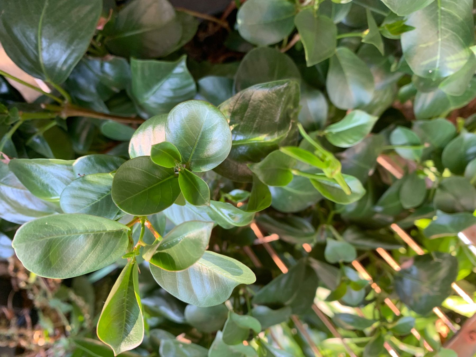 Piante & sementi: Mandevilla - Dipladenia / grosse Pflanze – Nuovo (secondo la descrizione) da Hinteregg venduto da ERFOLG78 8
