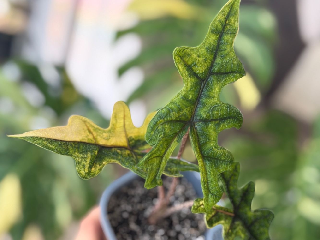 Plantes & graines: Alocasia Jacklyn Aurea – Neuf avec emballage d'origine à Gränichen par Botanic_by_Junglia