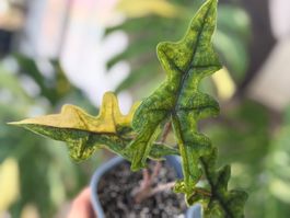 Alocasia Jacklyn Aurea