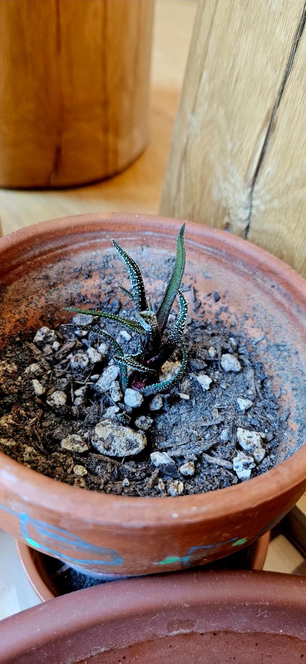 Plantes & graines: Haworthia concolor – Neuf avec emballage d'origine à Bütschwil par sr761 7