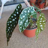 Begonia maculata ‘Wightii’ – pianta adulta con vaso
