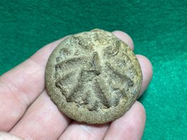 Très beau fossile de Corail Aspidiscus cristatus