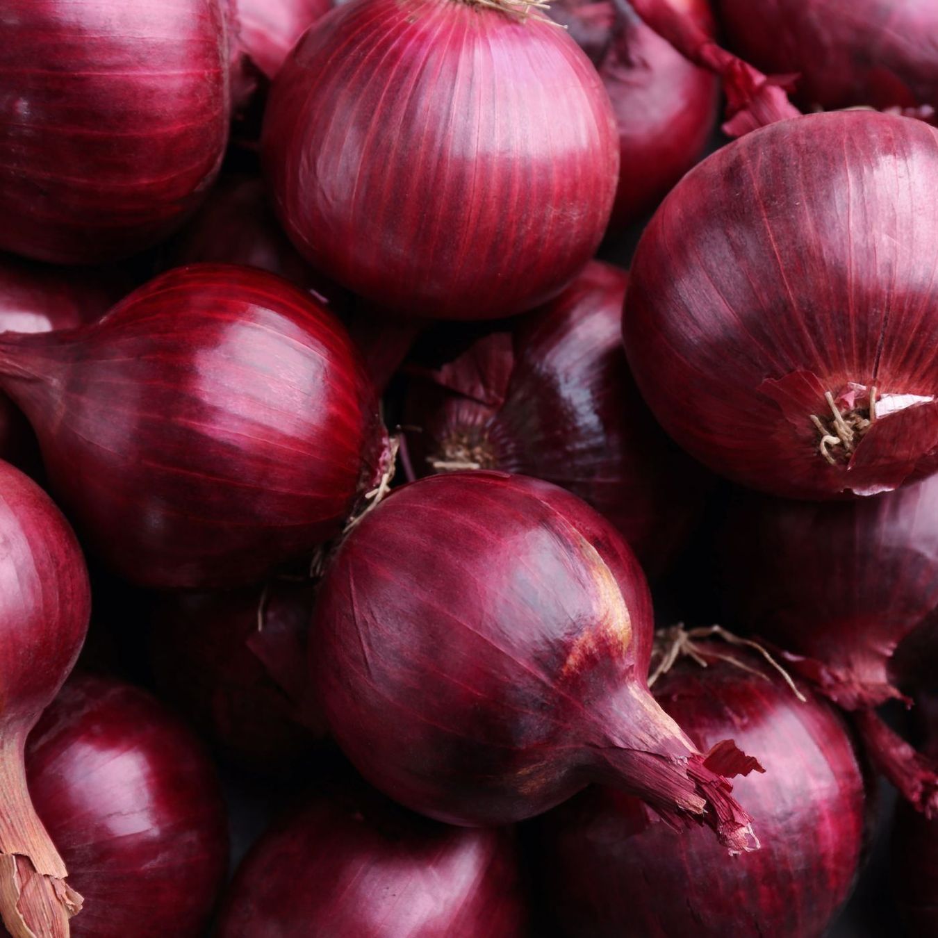 Piante & sementi: 500 Samen Zwiebel Rot KARMEN – Nuovo (secondo la descrizione) da Ehrendingen venduto da VerveinaSamen 2