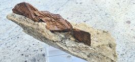 Mineral: Siderit mit Rutil
