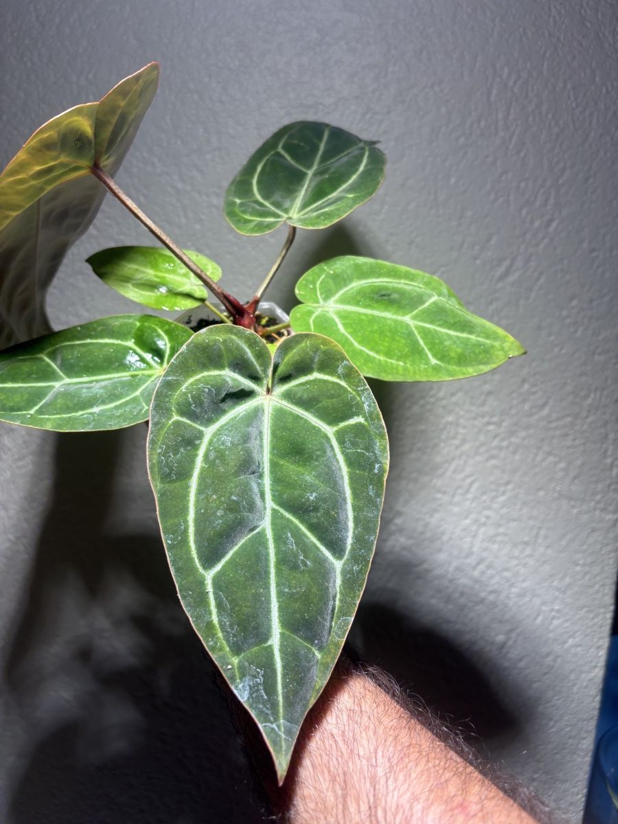 Plantes & graines: Anthurium Carlablackiae x noid  – D'occasion à Chézard-St-Martin par marcomix01 7