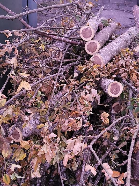 Holzartikel: Brennholz gratis – Neu und originalverpackt aus Gerlafingen von SusanneCordovi 1