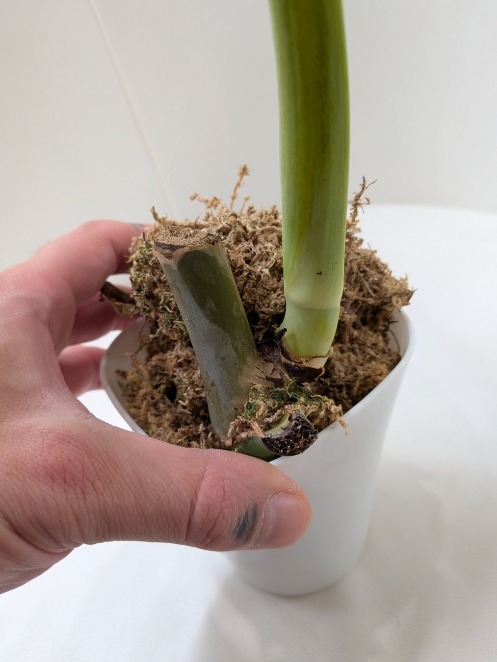 Piante & sementi: Bouture Monstera Delicosa Sieranna – Usato da Genève venduto da Venellah 2