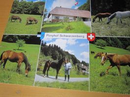 Schöne Postkarte GONTENSCHWIL Ponyhof Schwarzenberg