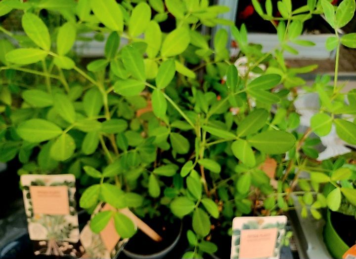 Plantes & graines: Erdnuss - "ARACHIS HYPOGAEA" Pflanze 20-30 cm. Im Topf – Neuf avec emballage d'origine à Rovio par POSITIFFARTandPLANTS 1