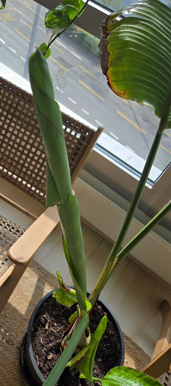 Piante & sementi: Strelitzia nicolai (ca. 90cm) – Usato da Zürich venduto da wile_coyote 3