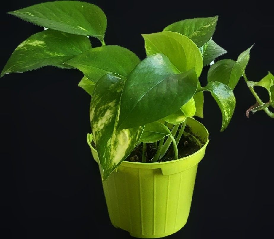 Piante & sementi: Golden Pothos (Epipremnum aureum) SMALL – Usato da Pregassona venduto da maslud 1