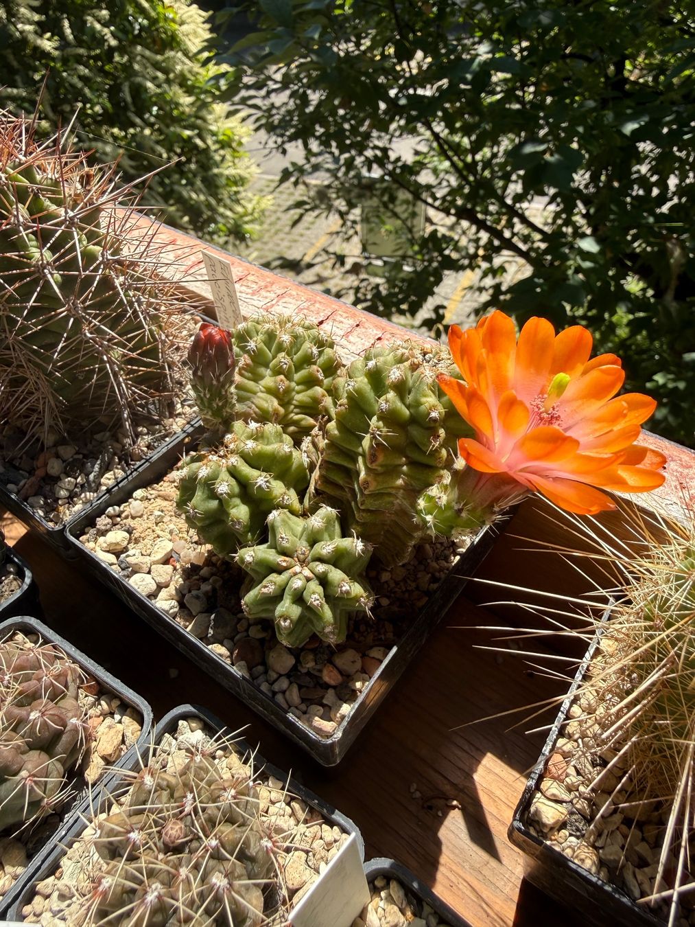 Piante & sementi: Echinocereus triglochidiatus v. inermis – Usato da Rorbas venduto da SimS0n 3