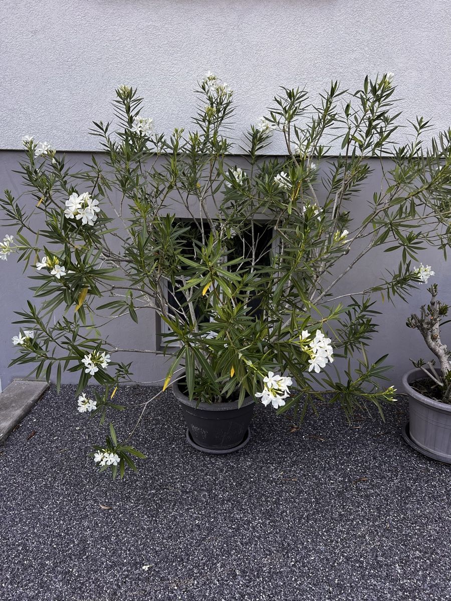 Piante & sementi: Oleander weiss, ca 170cm hoch – Usato da Münchenbuchsee venduto da wurzel123 1