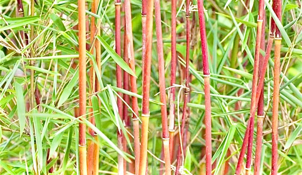 RARITÄT! 🔥 ROTER BAMBUS CHINESE RED WONDER! 😍 JUNGPFLANZE Kaufen auf