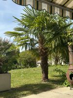 Wunderschöne Palme zu verkaufen. Höhe über 2m