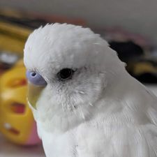 Profile image of RJove
