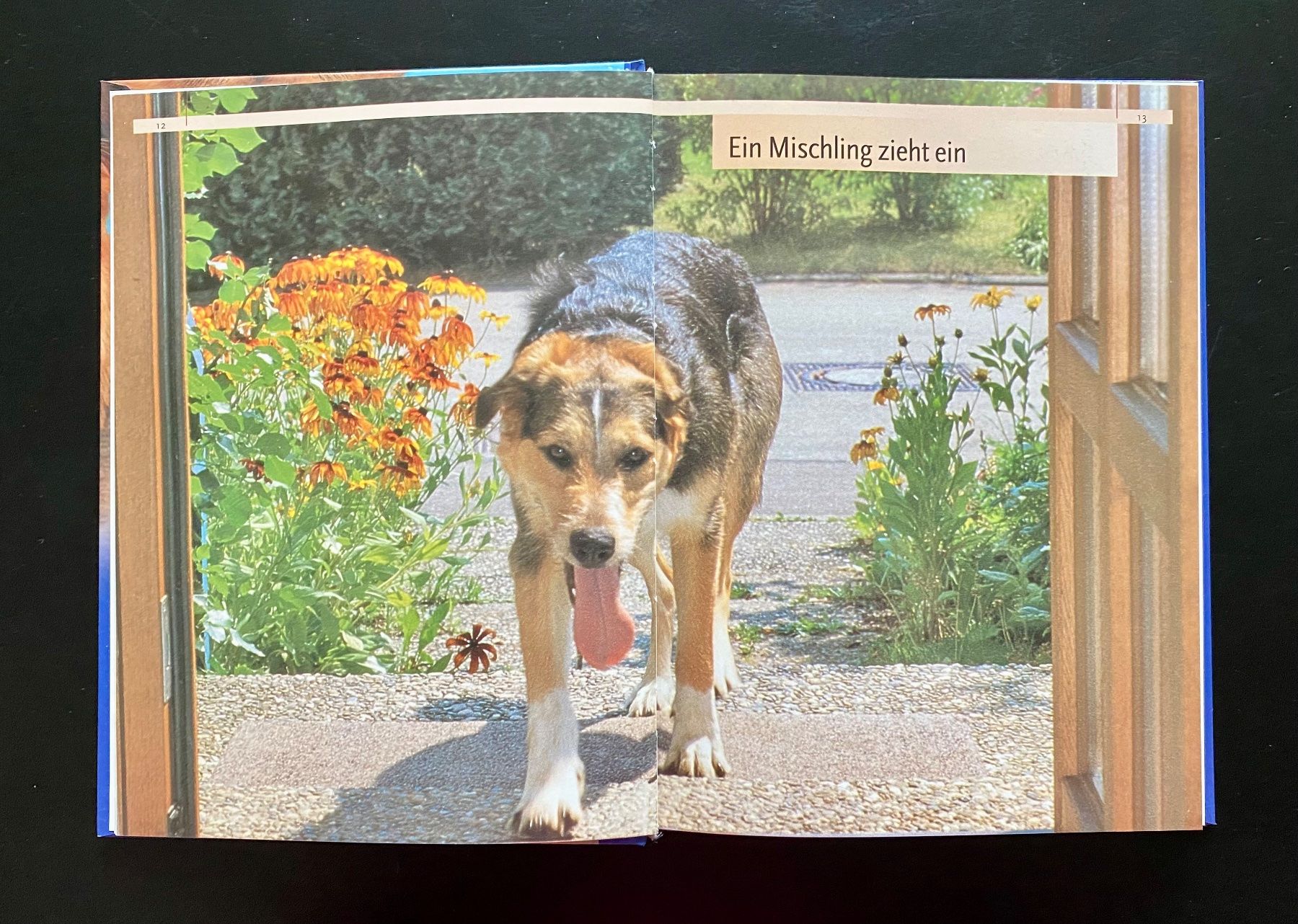 Libri: Mischlinge / PraxisWissen Hund – Usato da Nussbaumen AG venduto da schuba2000 2