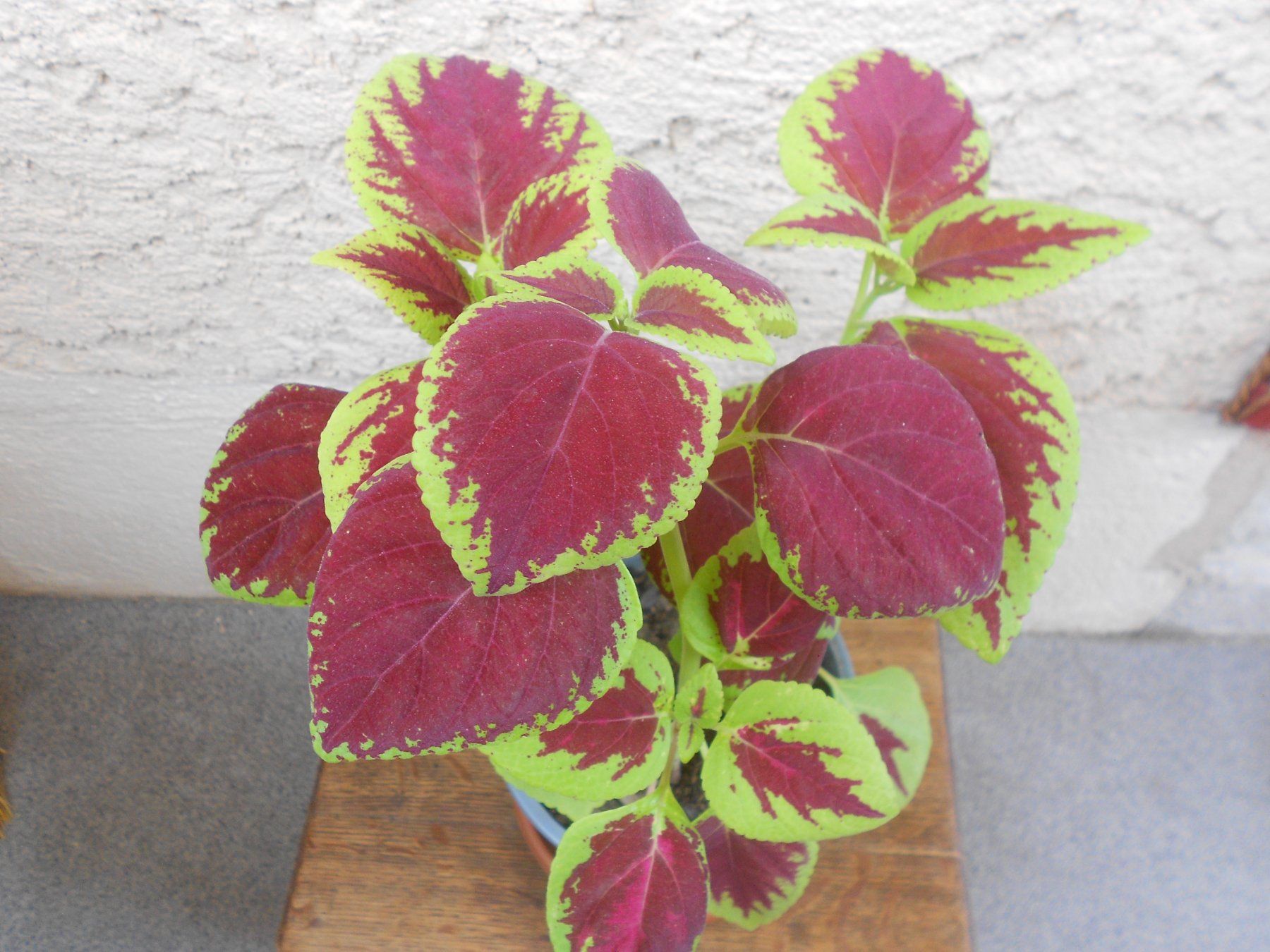 Plantes & graines: Buntnessel (Plectranthus scutellarioides) – Neuf (Voir description) à Zollikofen par Flavabana 3