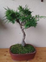 Bonsai Lebensbaum in Keramikschale guter Zustand, Thuja