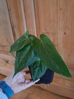 Anthurium JL Caamano Taste