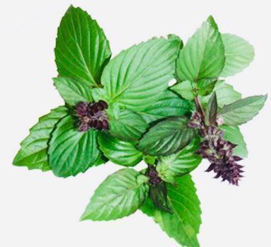 Pflanzen & Samen: 50 SAMEN Zimt Basilikum OCIMUM BASILICUM – Neu und originalverpackt aus Rovio von POSITIFFARTandPLANTS 2