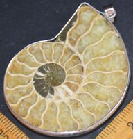 Anhänger L-4398 – Ammonit Fossil gross AAA