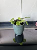 Pilea Peperomioides mit Topf guter Zustand